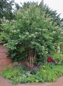 This file is licensed under the Creative Commons Attribution 2.0 Generic license. This image was originally posted to Flickr by cultivar413